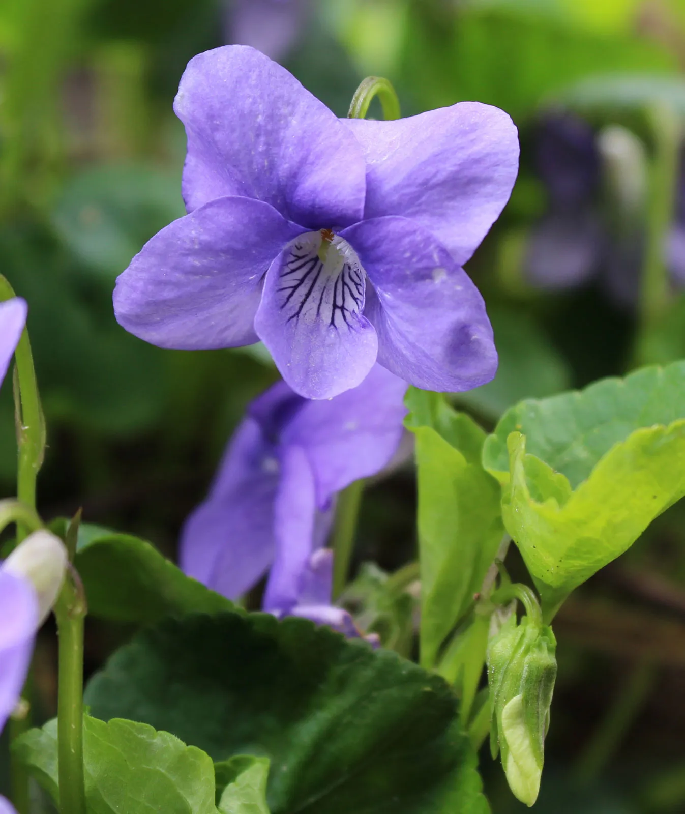 violette